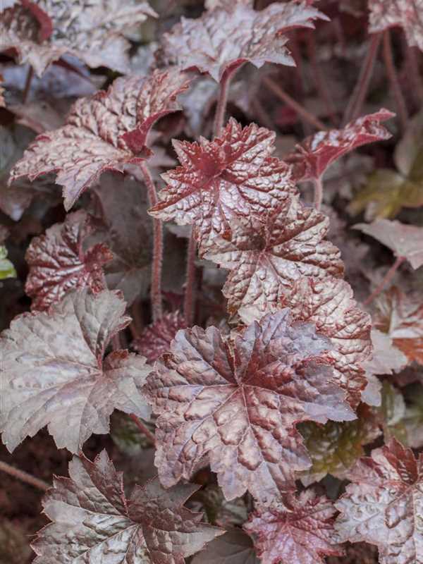 Heuchera-micrantha palace puple