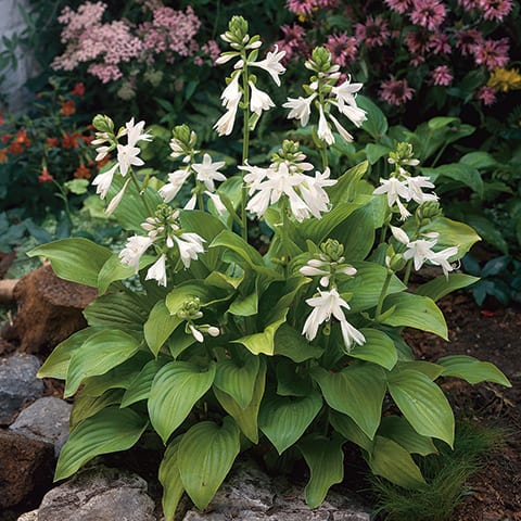 Hosta-Royal-Standard_13008809