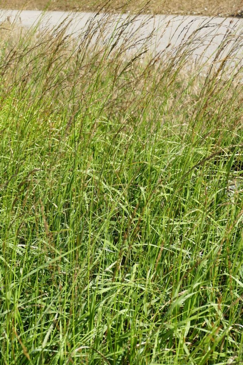 molinia-arundinacea-windspiel-hohes-pfeifengras