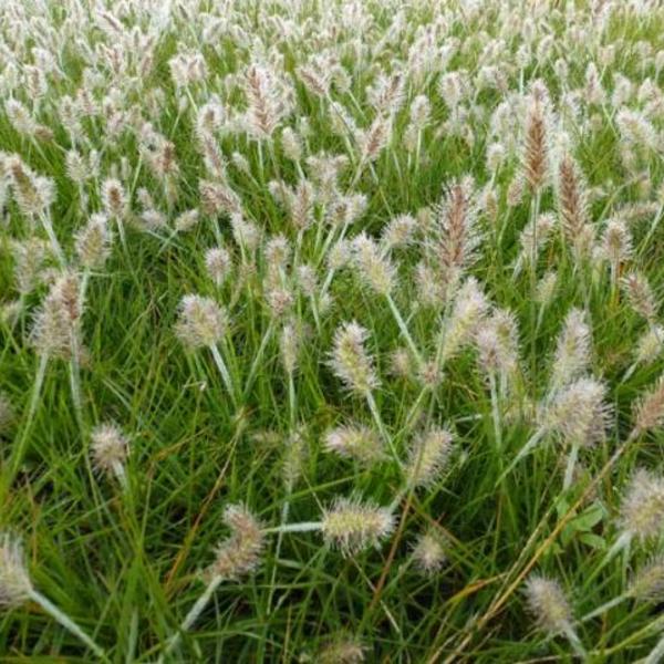 pennissetum little bunny